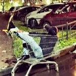 Александр Орлов